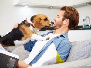 Comprehensive Guide to Pet Insurance in Wisconsin: What You Need to Know