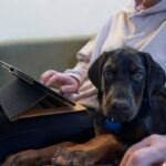 How pet insurance works